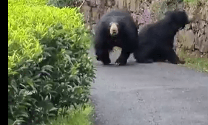 VIDEO: Bear charges at biker, watch frightening moment caught on camera