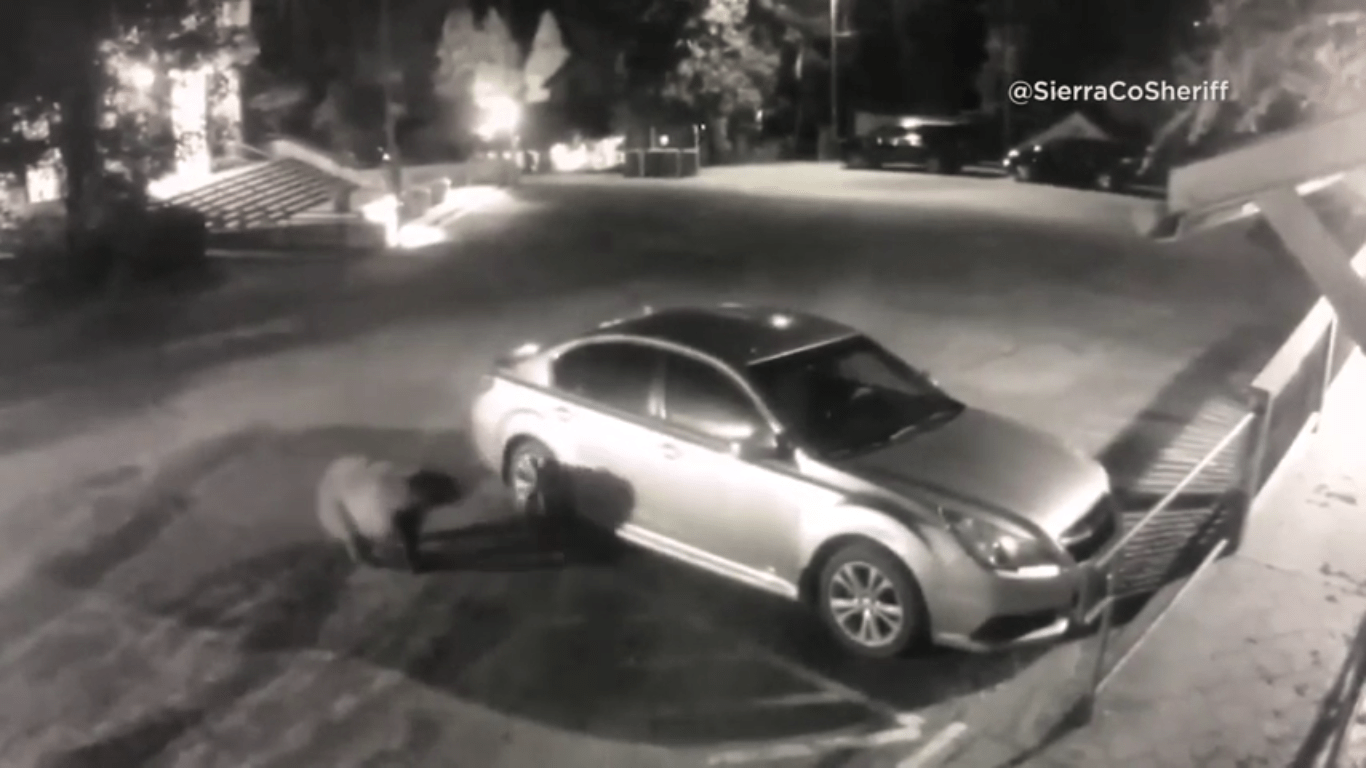 Brazen bear burglary: bear break's into officer's car caught on camera in California